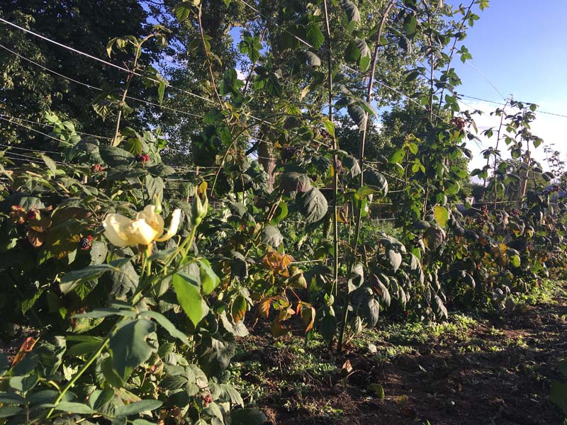 Apple tree after picking